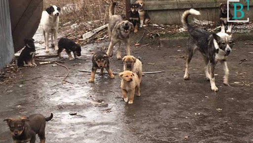 Отлов собак во Всеволожском районе