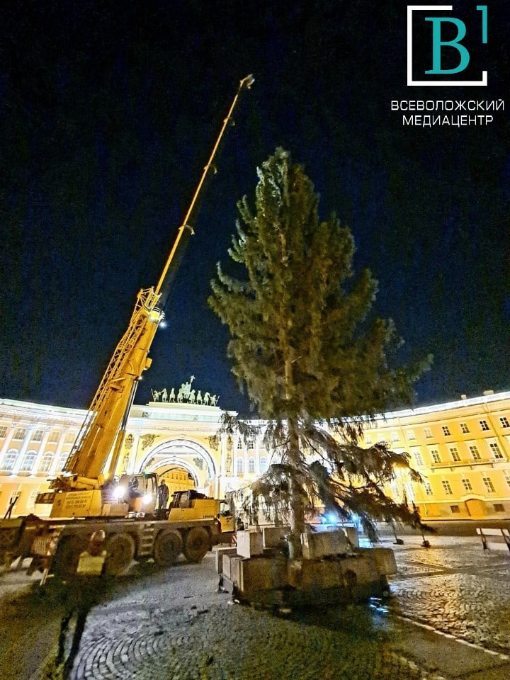 Этой ночью всеволожскую ель установили на Дворцовой площади