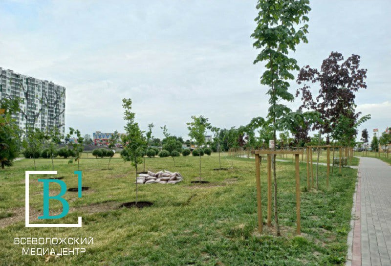В Кудрове посадили 130 саженцев деревьев