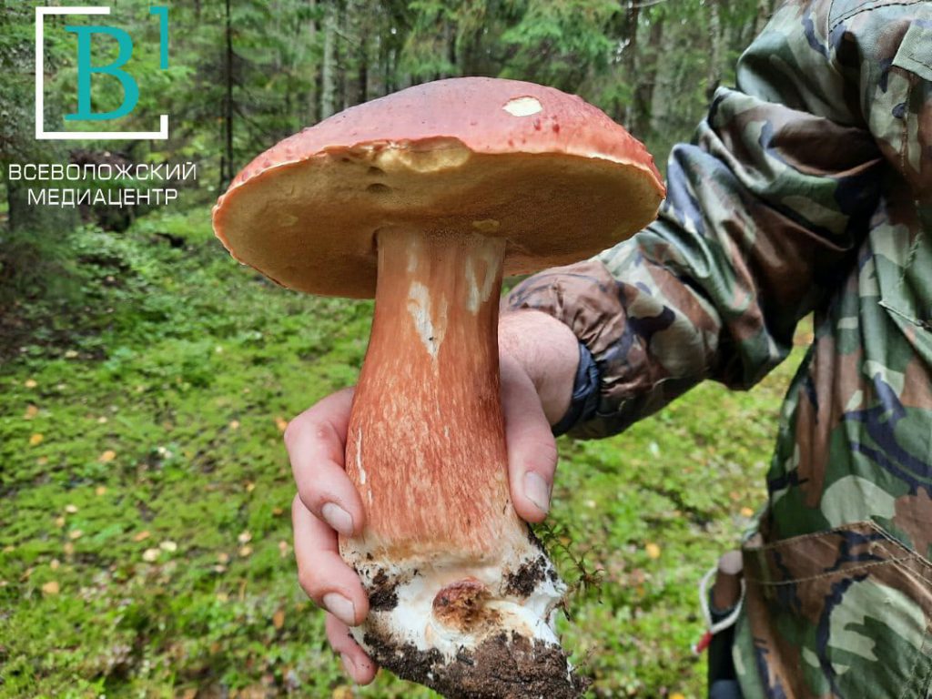 Во Всеволожском районе нашли гриб-«рекордсмен»