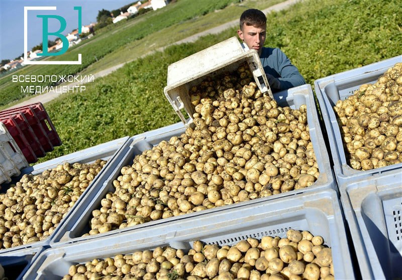 Российские овощи по ценам обгоняют импортные фрукты: картофель вырос на 70 %