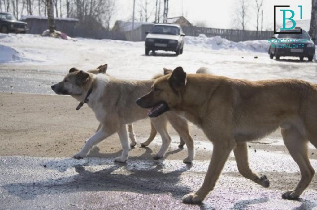 Госдума готовит новые жестокие штрафы для собаковладельцев