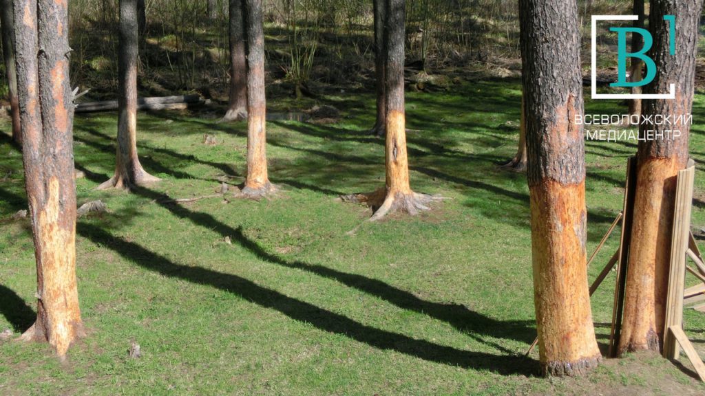 В Токсове неизвестные, похожие на козлов, испортили 30 деревьев
