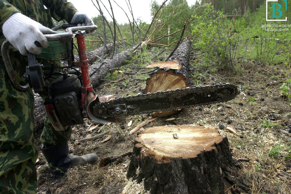 Лес рубят — щепки летят? Минобороны хочет рубить деревья без разрешения