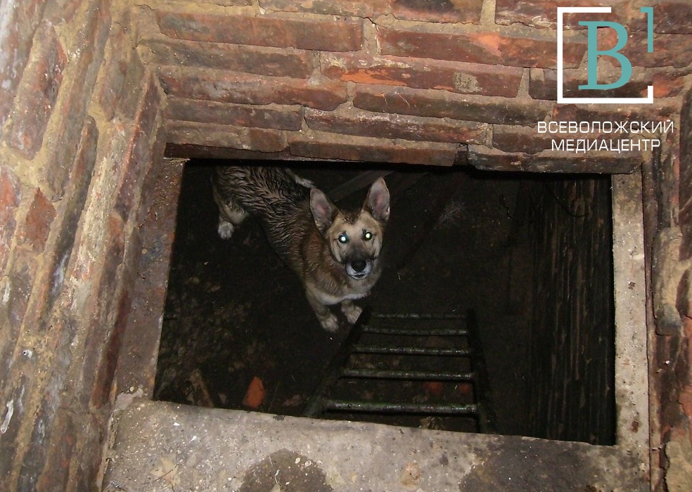 Запутанная история: в Кудрове собаки мстят детям, писающим в подвалах