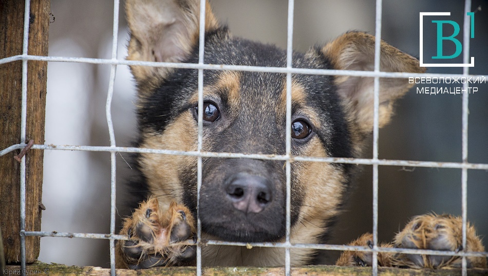 Оставят на пожизненном: властям разрешат увозить собак в концлагеря