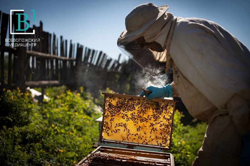 В Мурине пчеловод спас двух женщин в смертельной опасности