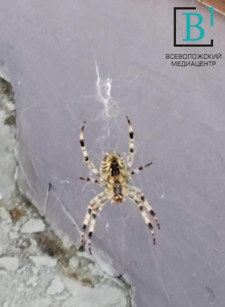 Огромный паук держит в страхе целый дом в Дубровке