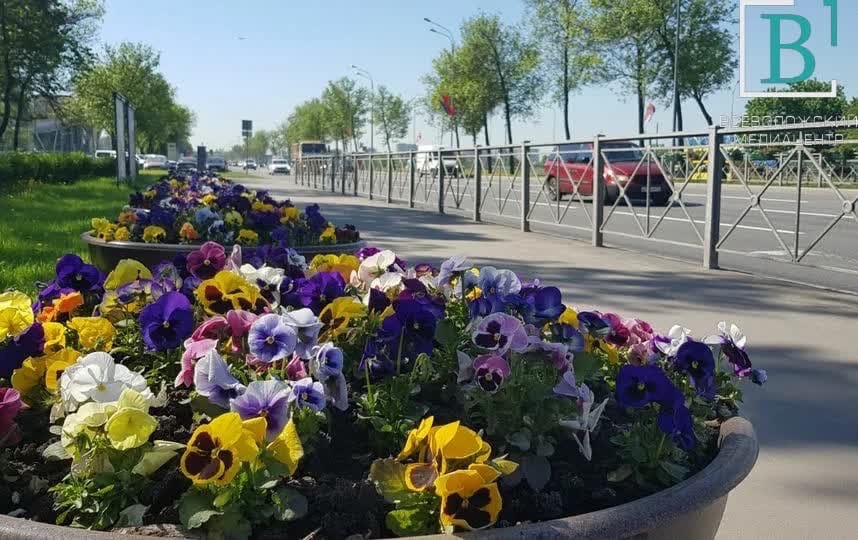 Лёгкие Мурина очистятся: в городе высадят тысячу растений