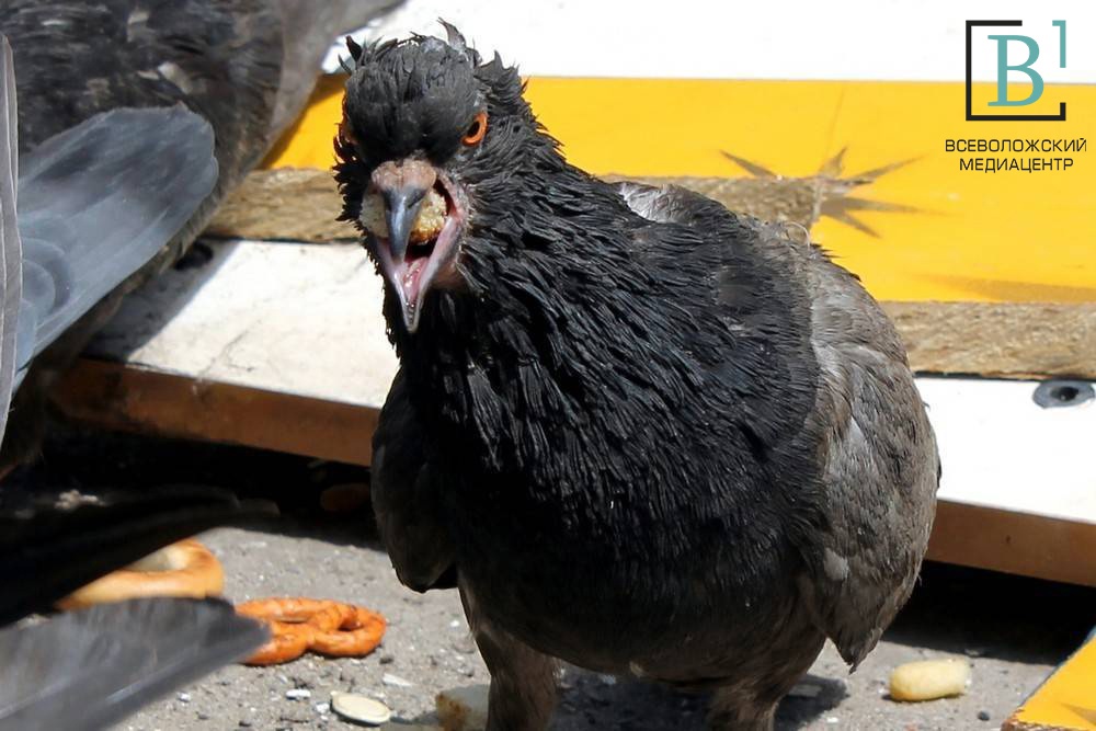 Ужас сизокрылый: врач посоветовал ленинградцам избегать голубей