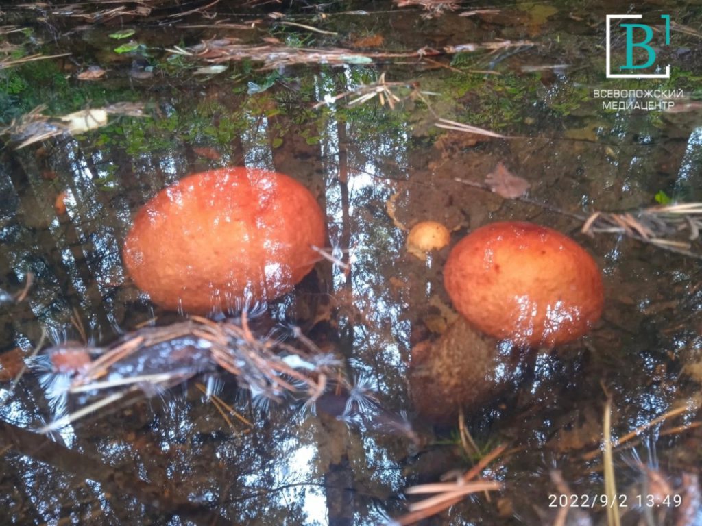 Пытались утащить к себе: во Всеволожских лесах страшное создание нападает на грибников