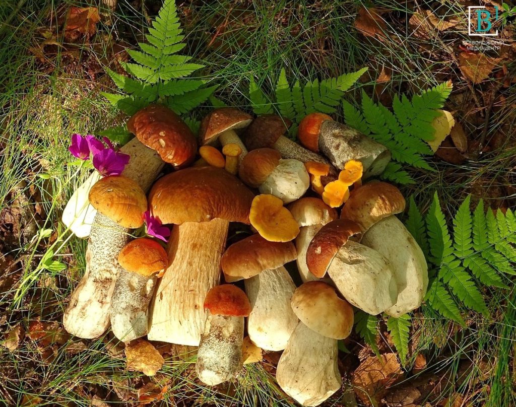 Тёплый лес и грибочки: как во Всеволожском районе проходит «тихая» охота