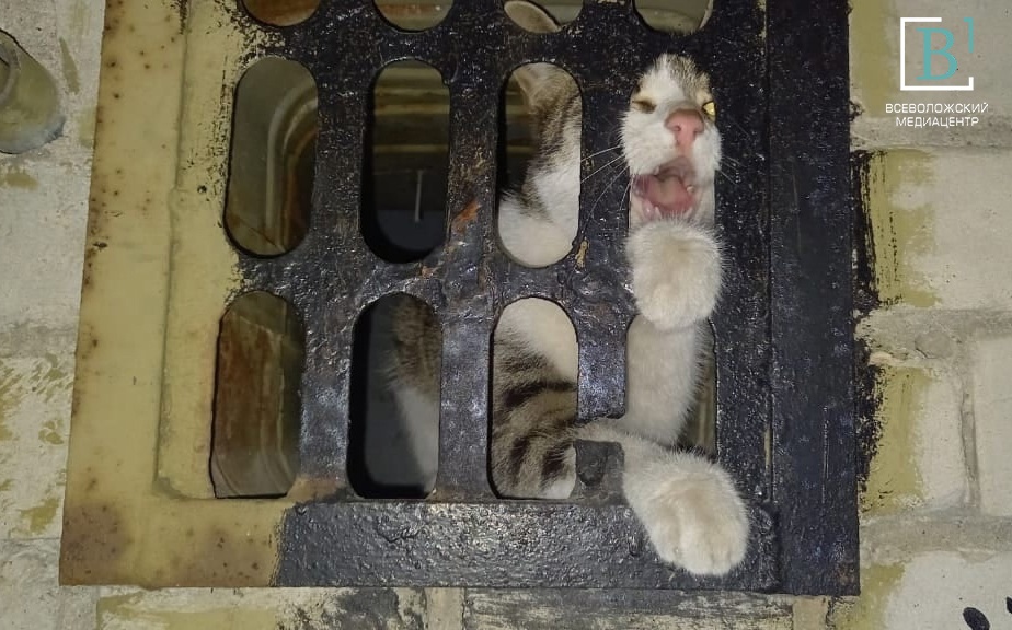 Застряла в гараже: в Романовке кошка три дня сидела за решёткой