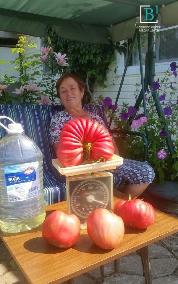 Это вам не Краснодар! Жители Ленобласти вырастили огромные томаты