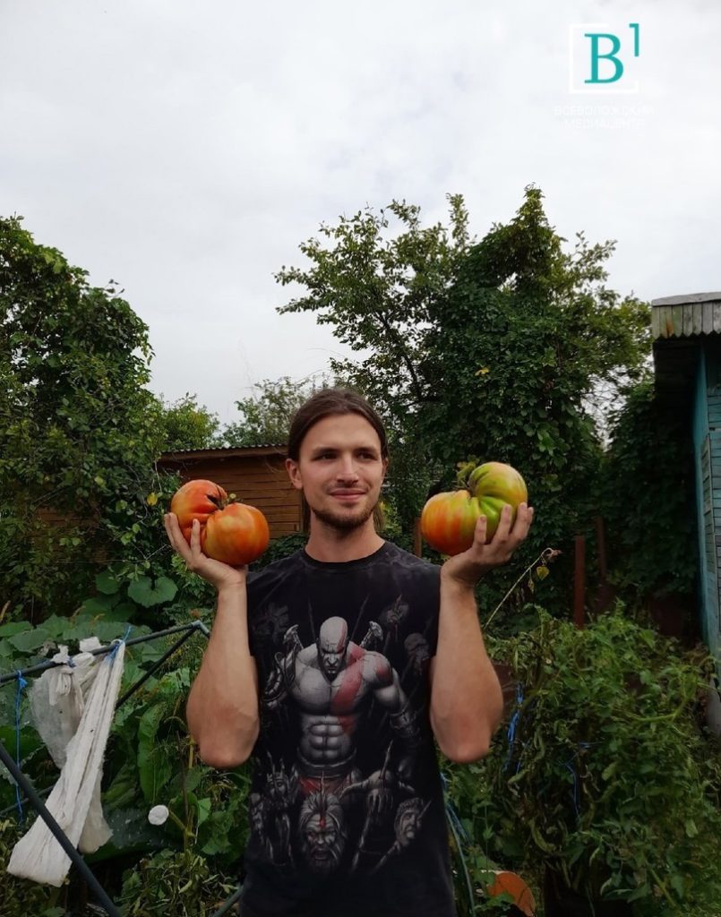 Это вам не Краснодар! Жители Ленобласти вырастили огромные томаты