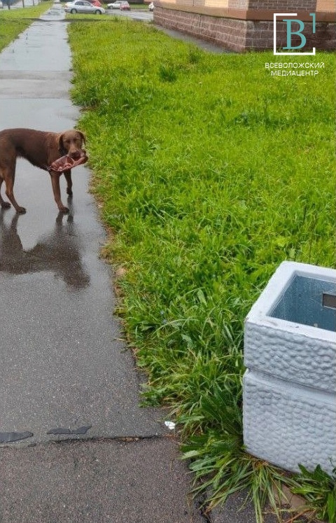 Чудо природы: в Сертолове обнаружили собаку с душой дворника