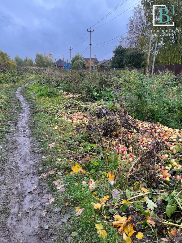 Яблочный «дождь»: в Романовке своеобразно избавились от ненужного урожая
