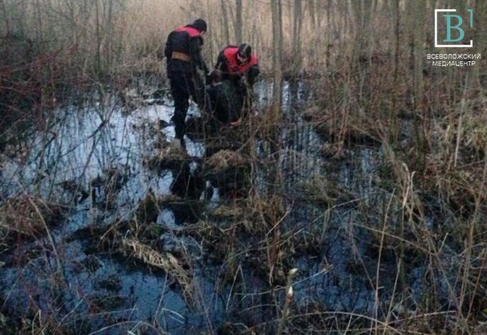 Увяз по пояс в болоте: страшная история из всеволожского леса