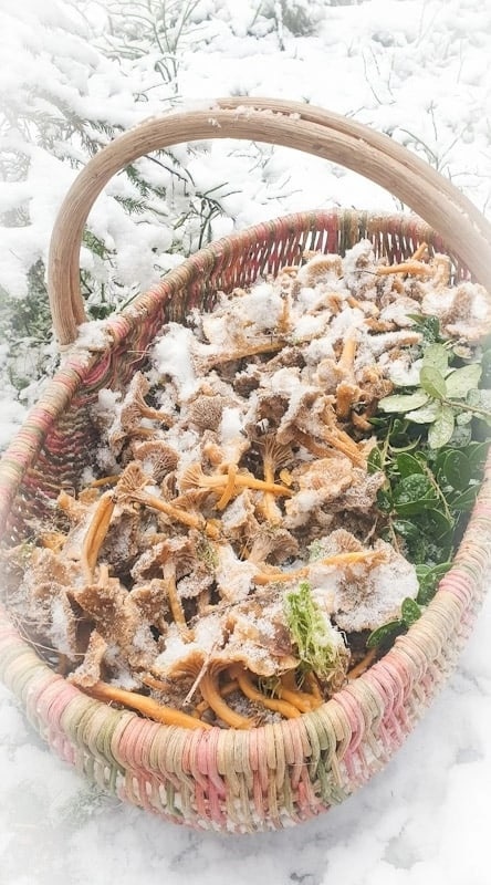 56 килограмм грибов-подснежников: ноябрьские рекорды ленинградских грибников