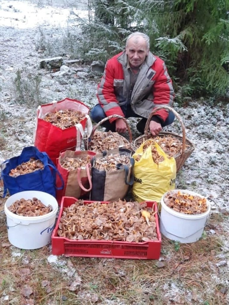 56 килограмм грибов-подснежников: ноябрьские рекорды ленинградских грибников