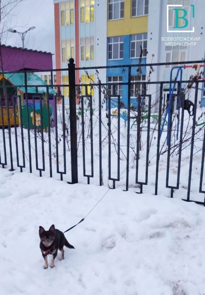 Завалилась набок от холода: собаководов из Сертолова обвиняют в жестоком обращении