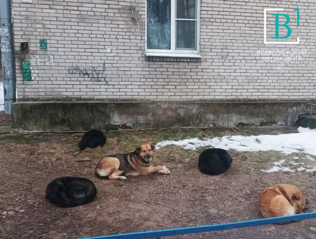 Навели суету: в Кузьмолове отловили бродячих собак, терроризировавших округу