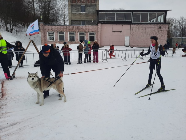 Спортсмены Всеволожского района стали призёрами и победителями в снежных дисциплинах ездового спорта