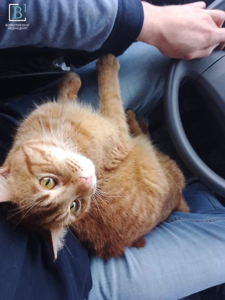 Рыжий счастливчик: дальнобойщик спас бродячего кота по пути в Питер