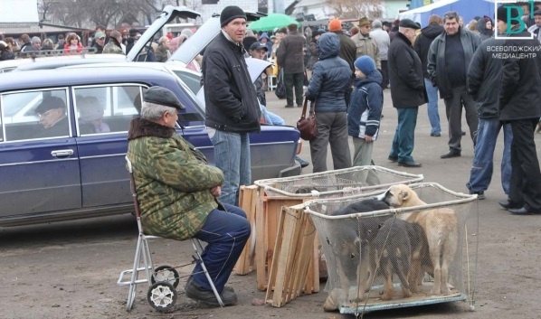 Шашлыки, собаки и маркетплейсы. Что изменится в России с 1 марта 2023 года?