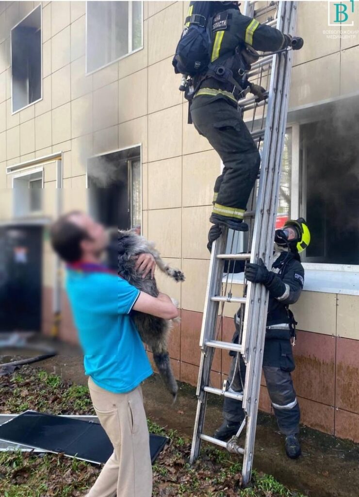 Кот и две собаки. Пожарные в Сертолове спасли из горящей квартиры не только людей, но и животных
