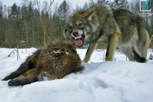 Охота на волков. Зоозащитники не согласны с премией в 25 тысяч за отстрел хищников